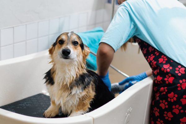 a groomer washes a corgi dog in the bathroom with a special shampoo in grooming salon pet care hygiene