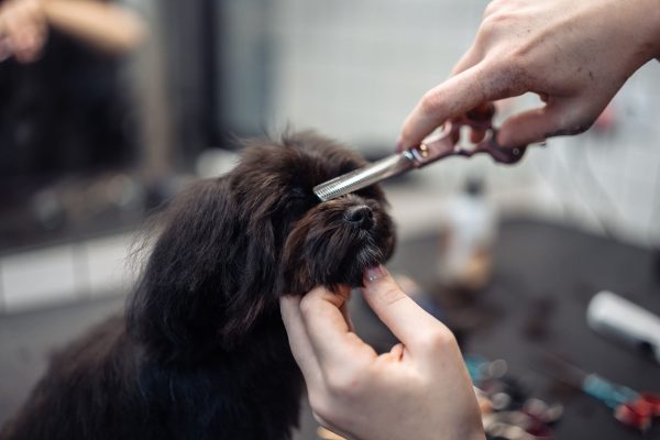 Haircut of a small black dog.
