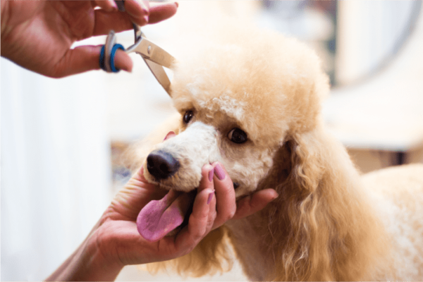 poodle-getting-hair-clipped