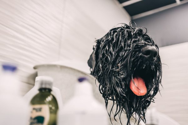 The dog takes a shower. High quality photo